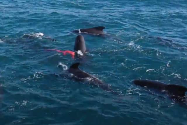 Image issued by Nick McCaffrey of a still from footage of a pilot whale expelling its placenta off the coast of Shetland in 2019. Issue date: Tuesday April 4, 2023.