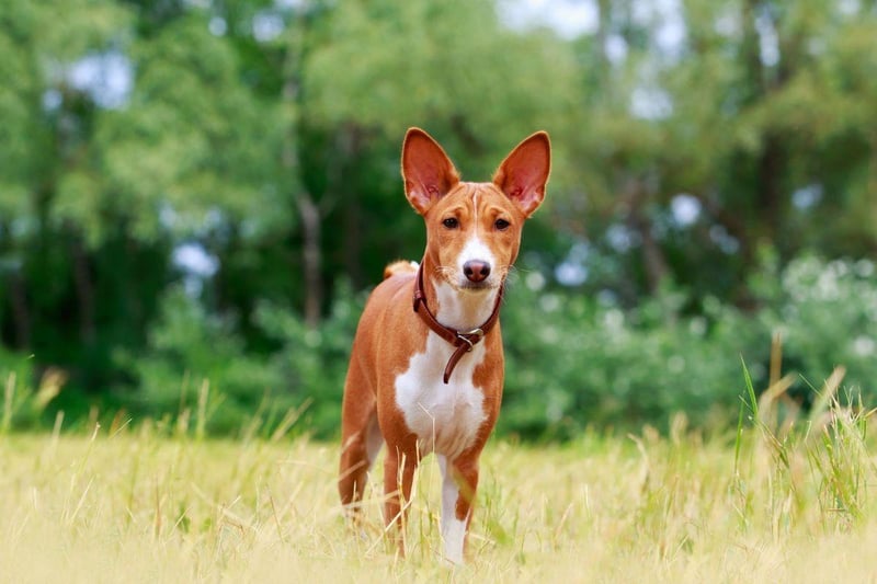 If you have neighbours in close proximity then the Basenji has one particular attribute that they will approve of - this is the only breed of dog that doesn't bark, instead making a quieter yodelling noise. It should be noted that they do need plenty of exercise but a local park will do just fine, while they need little living space indoors.