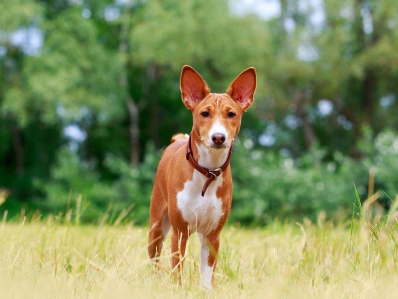 If you have neighbours in close proximity then the Basenji has one particular attribute that they will approve of - this is the only breed of dog that doesn't bark, instead making a quieter yodelling noise. It should be noted that they do need plenty of exercise but a local park will do just fine, while they need little living space indoors.