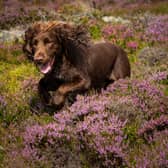 Ticks that can suck the blood from the family dog and humans alike, potentially leading to Lyme disease, are thriving in the warmer weather (Picture: Duncan McGlynn/Getty Images)