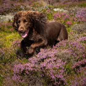 Ticks that can suck the blood from the family dog and humans alike, potentially leading to Lyme disease, are thriving in the warmer weather (Picture: Duncan McGlynn/Getty Images)