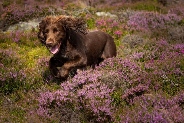 Ticks that can suck the blood from the family dog and humans alike, potentially leading to Lyme disease, are thriving in the warmer weather (Picture: Duncan McGlynn/Getty Images)