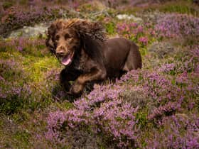 Ticks that can suck the blood from the family dog and humans alike, potentially leading to Lyme disease, are thriving in the warmer weather (Picture: Duncan McGlynn/Getty Images)