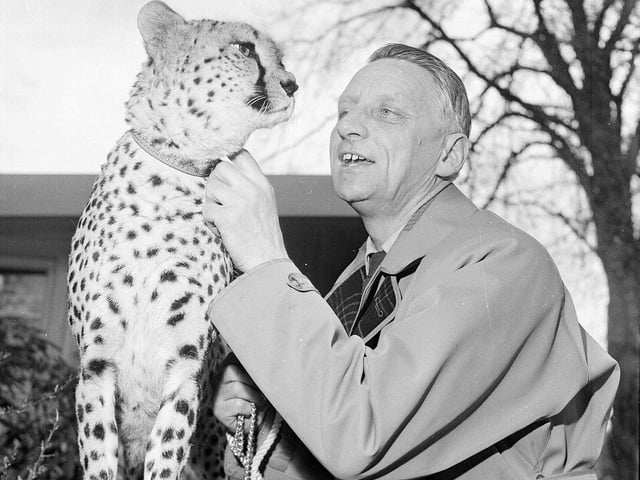 Edinburgh Zoo director Gilbert Fisher with Scrap the cheetah outside Edinburgh Zoo in 1964.