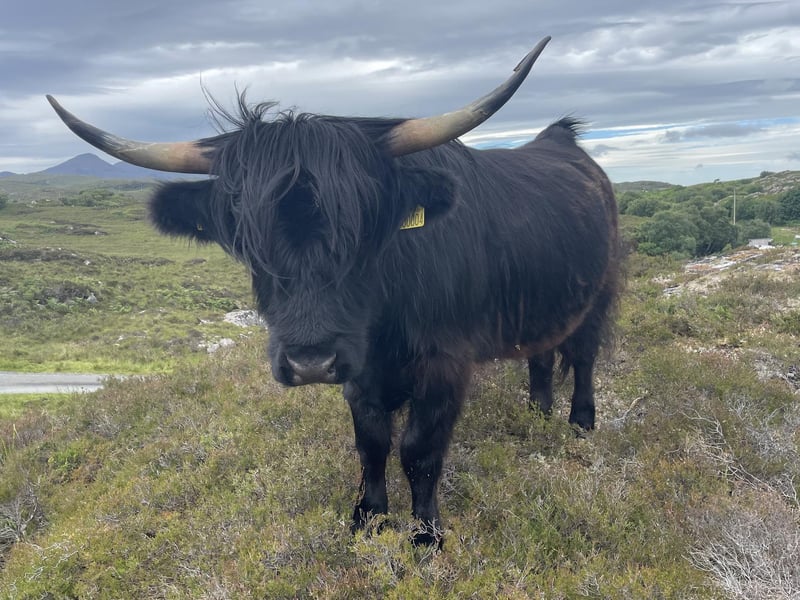 Highland cattle come in various colours, not just traditional ginger