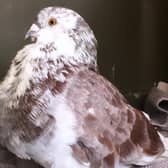 The pigeon found on a Stagecoach bus heading from Edinburgh to Dumfries picture: SSPCA