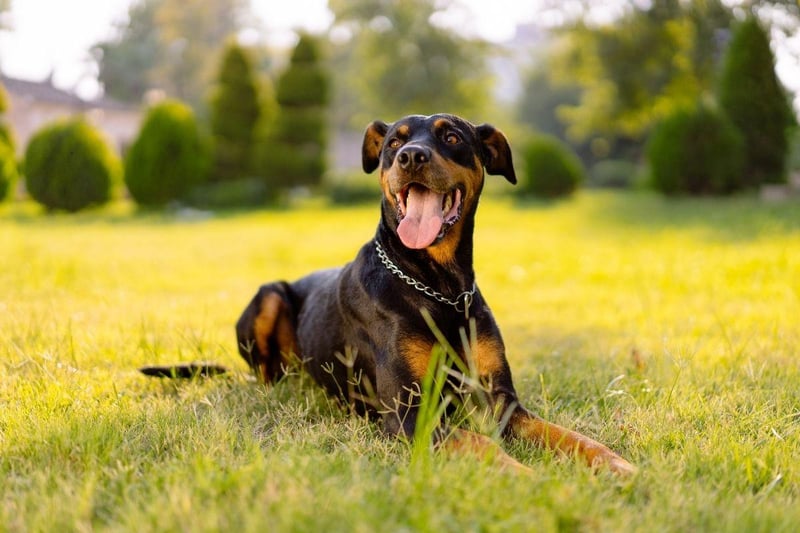 Trustworthy and protective of their families, Doberman Pinschers make good guard dogs but are remarkably quiet in normal circumstances.