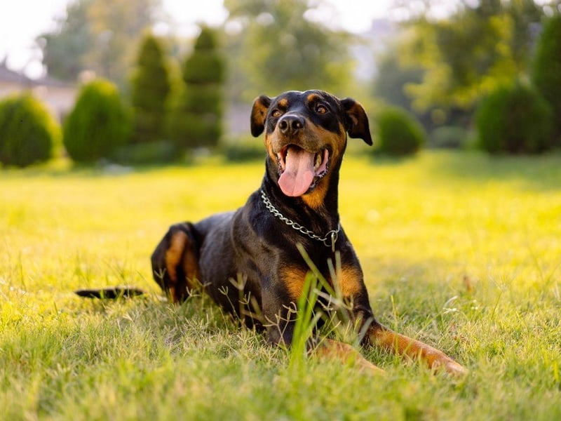 Trustworthy and protective of their families, Doberman Pinschers make good guard dogs but are remarkably quiet in normal circumstances.