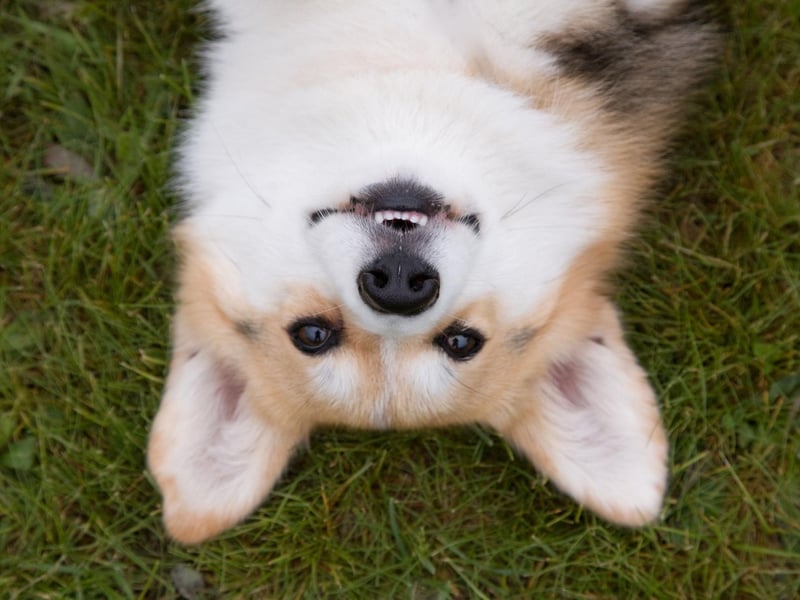 It wasn't until 1934 that the Kennel Club announced the two varieties of Welsh Corgi would be recognised as separate breeds - with 59 Cardigans and 240 Pembrokes recorded in the pedigree books. It was left to the dogs' owners to decide which breed their animal was.
