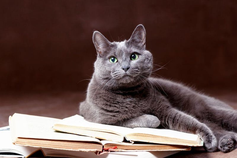 Costing a reported $3,000, the Russian Blue is a calm and affectionate cat that has a very sweet temperament.
