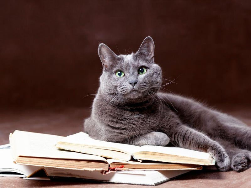 Costing a reported $3,000, the Russian Blue is a calm and affectionate cat that has a very sweet temperament.