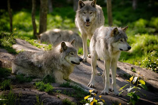 The study has backed the notion of wolves being returned to the Scottish Highlands. Picture: Getty Images