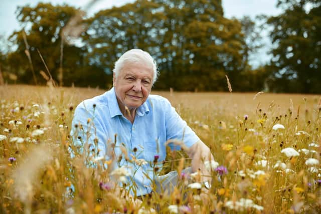 Sir David Attenborough says nature in the British Isles can be as dramatic and spectacular as anything else he’s seen across the world