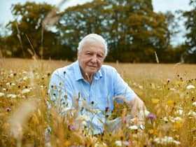 Sir David Attenborough says nature in the British Isles can be as dramatic and spectacular as anything else he’s seen across the world