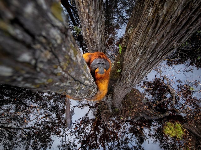 4th nature by Thomas Vijayan. An orangutan climbing up a tree near Borneo in Indonesia.