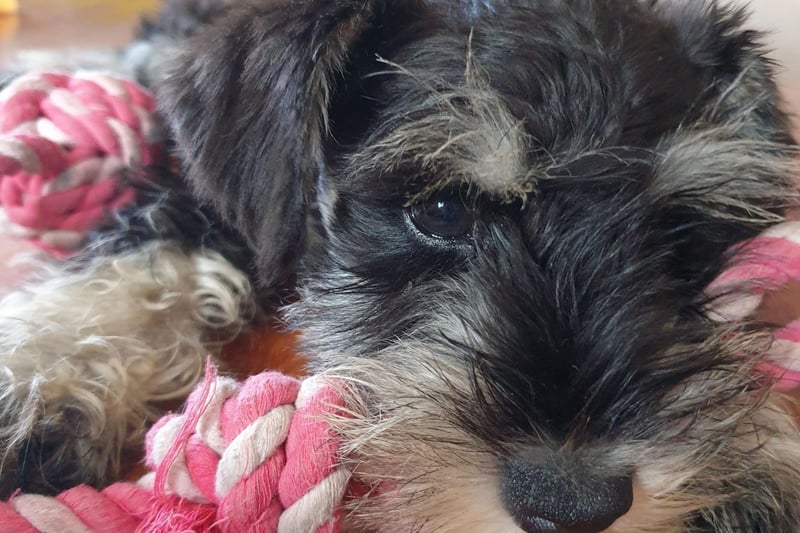 The name Schnauzer comes from the German word 'schnauze', meaning a snout or muzzle - a perfect name for this dog with its cute square face.