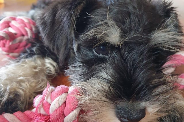 The name Schnauzer comes from the German word 'schnauze', meaning a snout or muzzle - a perfect name for this dog with its cute square face.