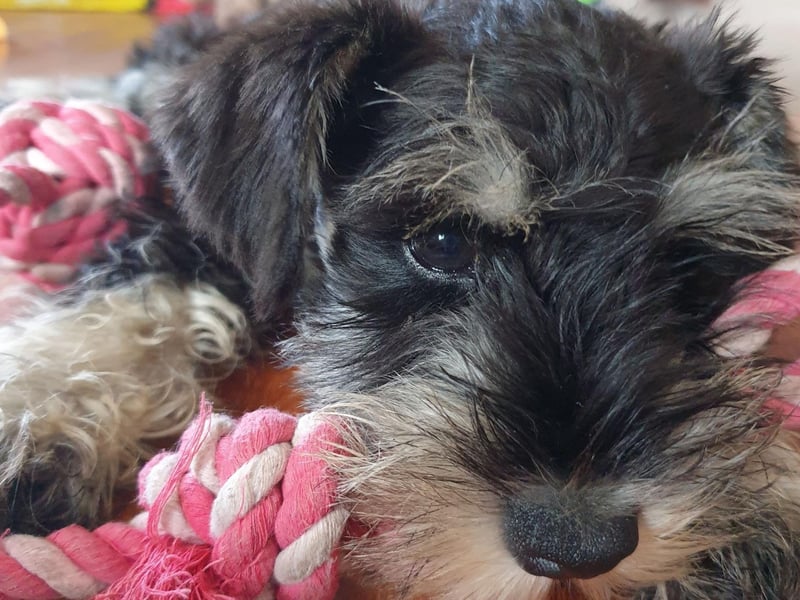 The name Schnauzer comes from the German word 'schnauze', meaning a snout or muzzle - a perfect name for this dog with its cute square face.