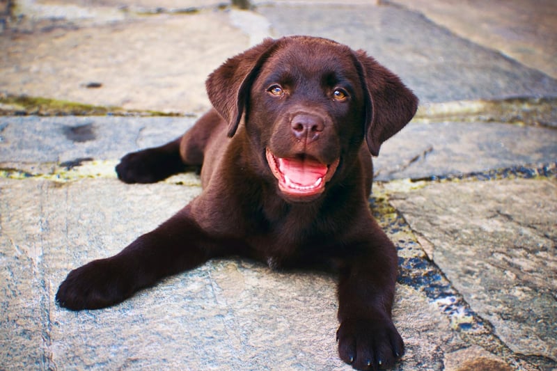 While Labs will bark occasionally if they need to draw your attention to something important, they are generally quiet dogs. It's rare for a Lab to bark or howl through the night, or when left alone, meaning you'll not fall out with those living nearby.