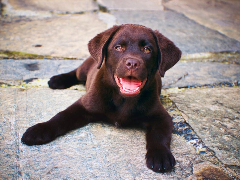 While Labs will bark occasionally if they need to draw your attention to something important, they are generally quiet dogs. It's rare for a Lab to bark or howl through the night, or when left alone, meaning you'll not fall out with those living nearby.