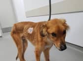 Red came to the sanctuary in poor condition.