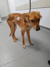 Red came to the sanctuary in poor condition.