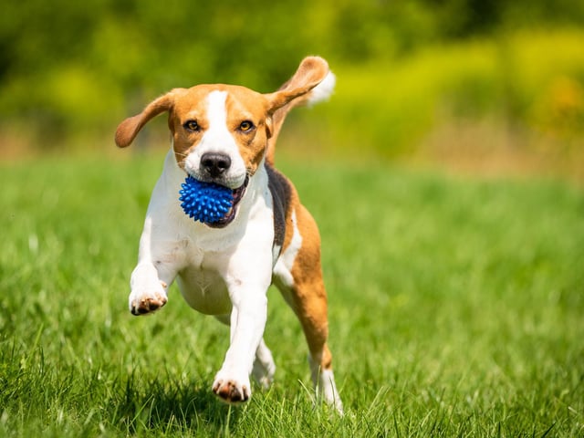 The oldest recorded Beagle was called Butch, from the USA, who lived until he was 28. More usually, Beagles can be expected to live for between 12 and 16 years.