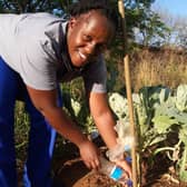 Vivian Chisenga, a Camfed Association member and core trainer of agriculture guides in Zimbabwe, demonstrates a drip irrigation technique using recycled plastic bottles. Picture: Sinikiwe Makove/CAMFED
