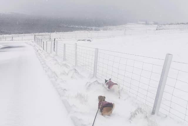 Jack Russell terriers Lottie and Flow struggled to keep their feet on the ground during a routine walk in wild conditions in their home village of Boddam in Shetland picture: SWNS