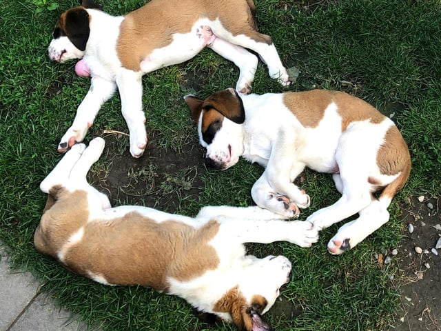 Their history of rescuing climbers and hikers from snowy peaks means a group of St Bernards is known as an avalanche.