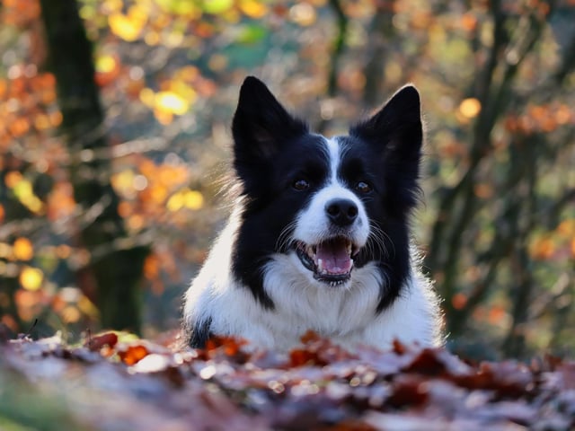 The Border Collie is both the world's most intelligent dog, and one of the most energetic. A lack of constant stimulation can cause them to become aggitated and stressed - meaning housing this dog in a small flat is tantamount to cruelty.