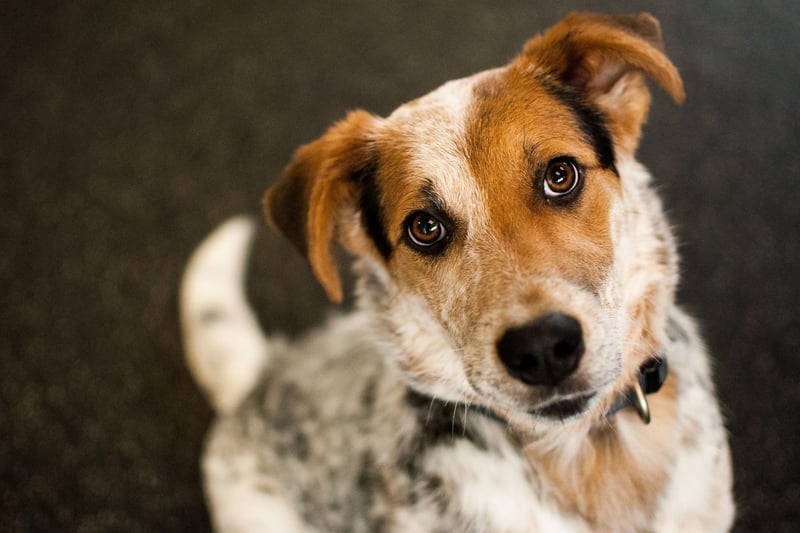 Bluey the Australian Cattle Dog lived for an amazing 29 years and 160 days. Bluey died on November 14, 1939, and held the record for longest living dog for more than 80 years.