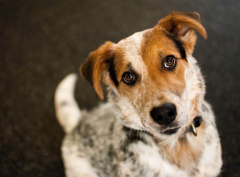 Bluey the Australian Cattle Dog lived for an amazing 29 years and 160 days. Bluey died on November 14, 1939, and held the record for longest living dog for more than 80 years.