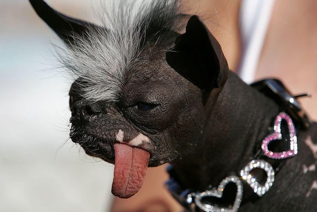 A dog named Elwood is seen during the 18th annual World's Ugliest Dog competition in 2006.