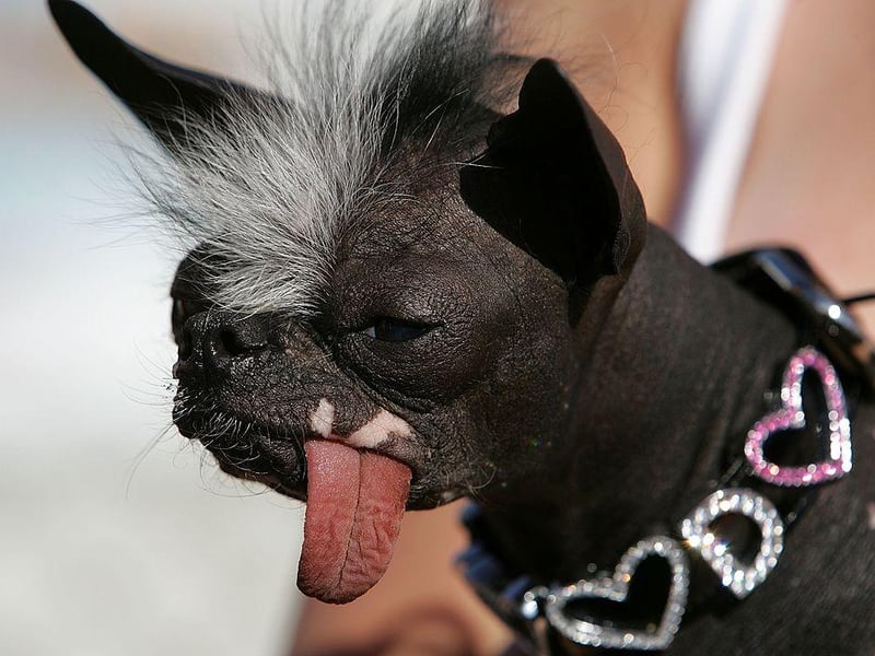 A dog named Elwood is seen during the 18th annual World's Ugliest Dog competition in 2006.