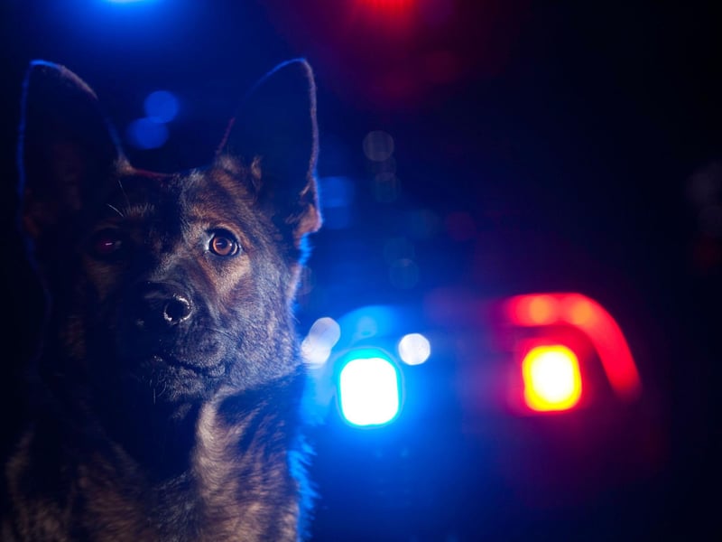 Celebrity German Shepherd owners include Jake Gyllenhaal, Reese Witherspoon, Kristen Stewart, Miley Cyrus, Claudia Schiffer, Jennifer Aniston and Enrique Iglesias.