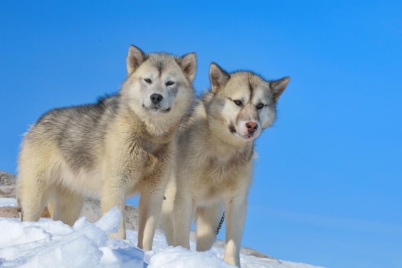 Another breed used to chilly conditions, the Greenland Sledge Dog is thought to have been domesticated by the Paleo-Eskimo as far back as 2,500BC, before becoming a favourite of the Vikings. They then spread across Northern regions by whalers, explorers and fur traders who used them to transport people and items.