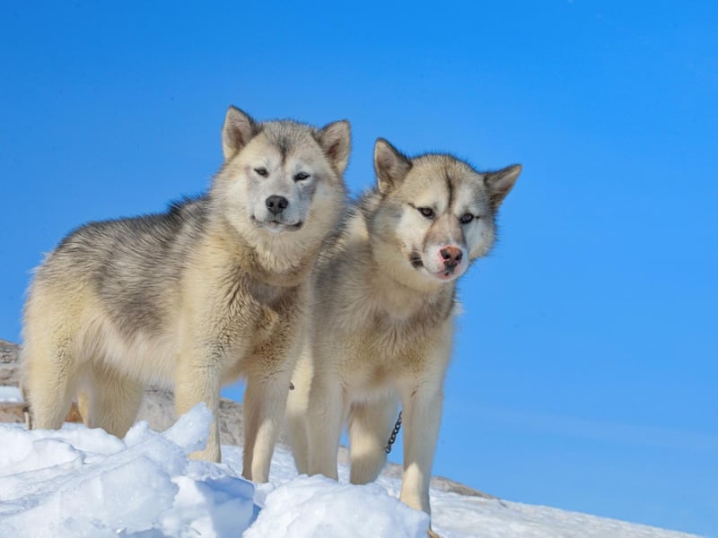 Another breed used to chilly conditions, the Greenland Sledge Dog is thought to have been domesticated by the Paleo-Eskimo as far back as 2,500BC, before becoming a favourite of the Vikings. They then spread across Northern regions by whalers, explorers and fur traders who used them to transport people and items.