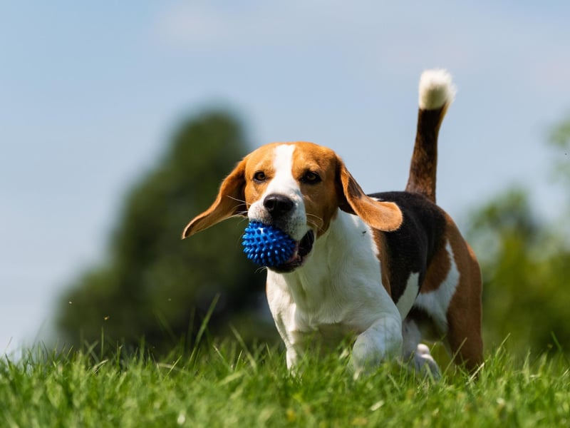 Beagles look like butter wouldn't melt in their mouth, but this as a breed whose sheer naughtiness and independent spirit makes them difficult to train. They'll make you laugh with their antics, but even if they've obeyed a command 10 times in a row, there's every chance they will ignore it the next 10 times.