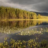 Cairngorms Connect has set out a 200-year vision to restore wild landscapes across an area three times the size of Glasgow that includes mountain, peatland, wetland and river habitats