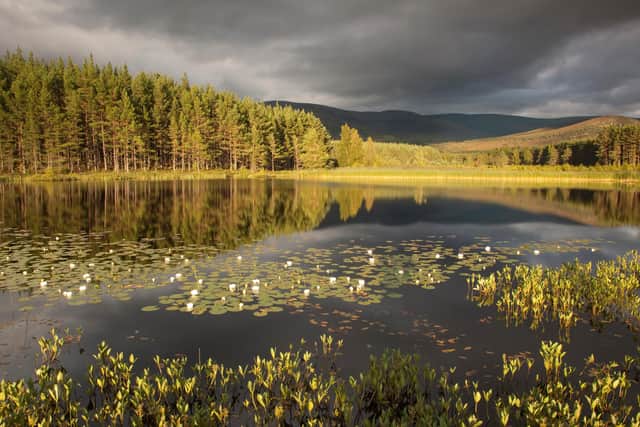 Cairngorms Connect has set out a 200-year vision to restore wild landscapes across an area three times the size of Glasgow that includes mountain, peatland, wetland and river habitats