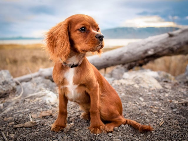 Taking the final podium spot in out top ten female puppy names is Jess. It's a name of Hebrew origin, meaning 'rich'.