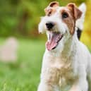 The 10 most popular breeds of terrier in the UK, according to the Kennel Club (Getty Images)