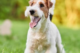 The 10 most popular breeds of terrier in the UK, according to the Kennel Club (Getty Images)