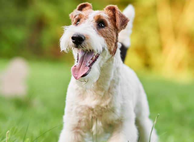 The 10 most popular breeds of terrier in the UK, according to the Kennel Club (Getty Images)