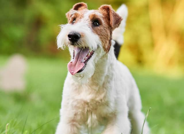 what dog breeds are terriers