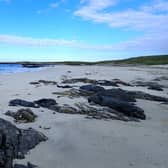 One of the globe-trotting entomologist's favourite adventures was a trip to Balranald in North Uist to track down the very rare great yellow bumblebee. Picture: Dr George McGavin