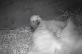 SCOTLAND’S ONLY POLAR BEAR CUB HAS FULLY OPENED ITS EYES FOR THE FIRST TIME IN ITS DEN AT THE ROYAL ZOOLOGICAL SOCIETY OF SCOTLAND’S (RZSS) HIGHLAND WILDLIFE PARK NEAR AVIEMORE.