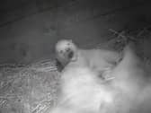 SCOTLAND’S ONLY POLAR BEAR CUB HAS FULLY OPENED ITS EYES FOR THE FIRST TIME IN ITS DEN AT THE ROYAL ZOOLOGICAL SOCIETY OF SCOTLAND’S (RZSS) HIGHLAND WILDLIFE PARK NEAR AVIEMORE.