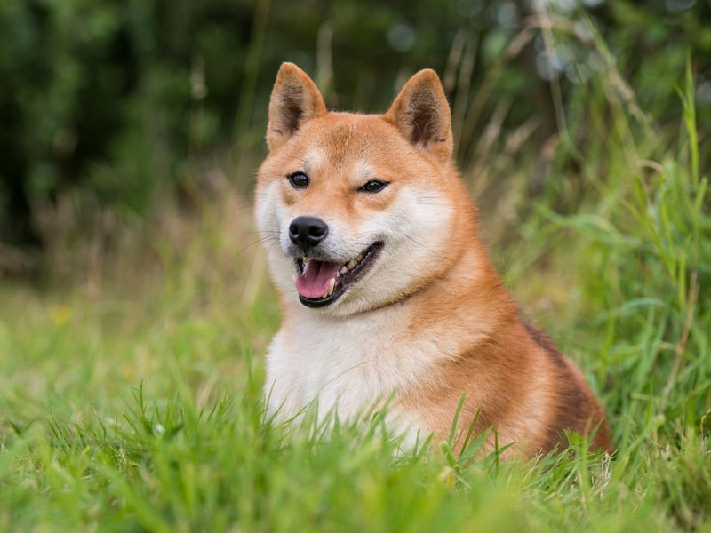 Pusuke the Shiba Inu died in Japan at the age of 26 years and 248 days. The breed live for an average of 12-15 years.